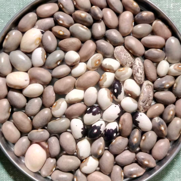 17_Virginia_gray-beans