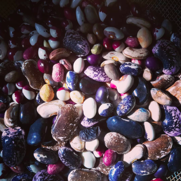 18_Virginia_beautiful-beans