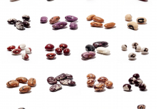 1_Claudio-Brauchle_List-of-Beans