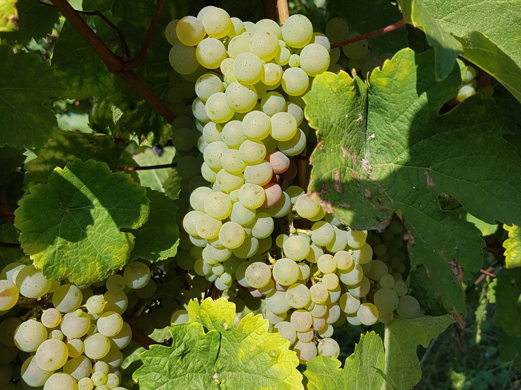 Zusehen sind Rispen von grünen Weintrauben an einer Weinpflanze.