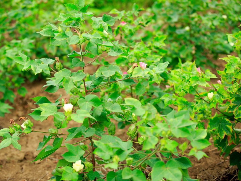 Auf dem Bild ist eine Baumwollpflanze mit weißen und zart-rosa Blüten zu sehen.