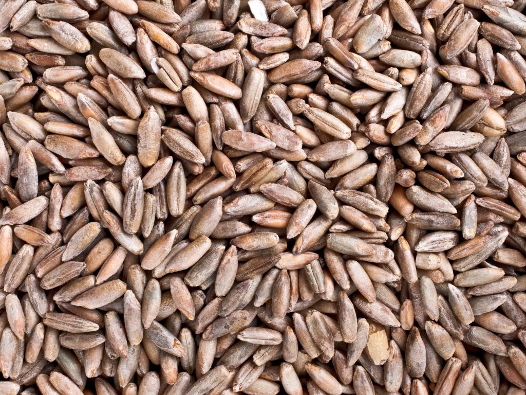 Eine Menge brauner Roggenkörner. sie haben einen kleinen Schlitz im Korn.
