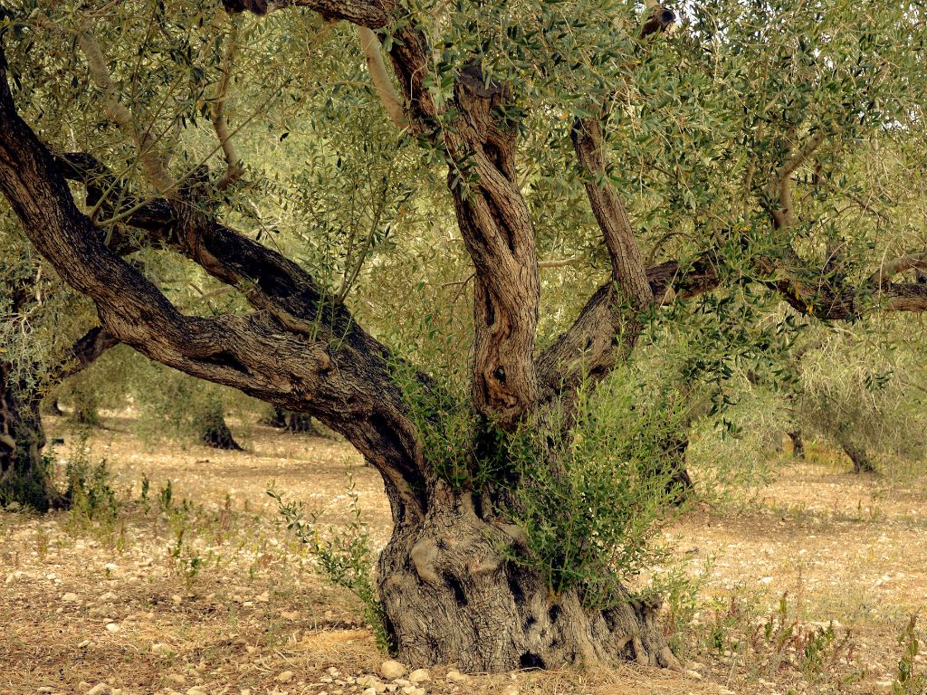 Der Olivenbaum ist ein knorriger, meist niedrig wachsender Baum mit silbrig-grünen, schmalen Blättern und einer rauen, graubraunen Borke.