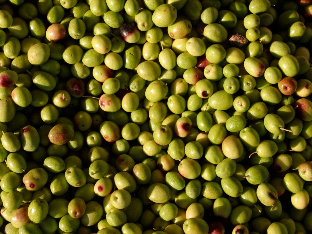 Eine Menge grüner, frisch geernteter Oliven liegen auf einem Stapel. Sie haben leichte rote Flecken.