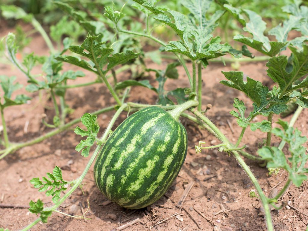 An der Pflanze der Wassermelone wächst eine grün gescheckte Wassermelone.