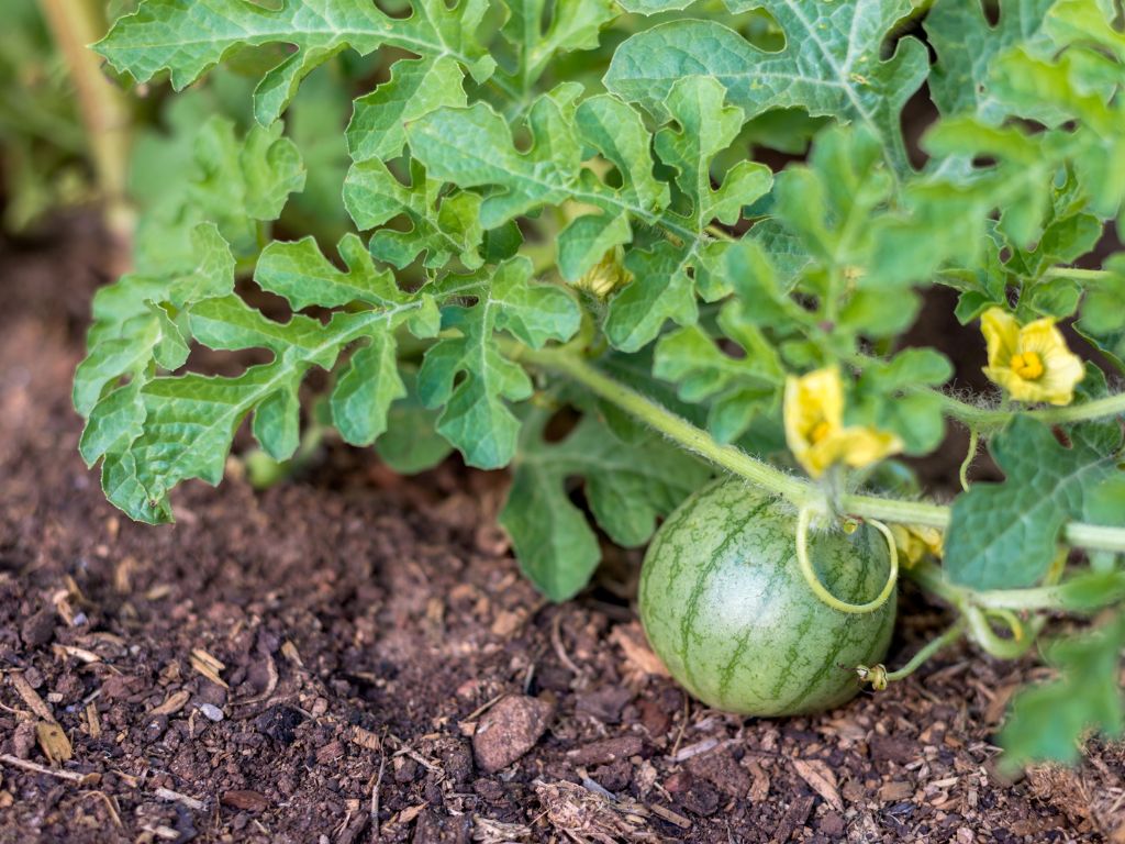 An der Pflanze der Wassermelone wächst eine kleine, grüne Wassermelone. Zu sehen sind auch zwei gelbe Blüten.