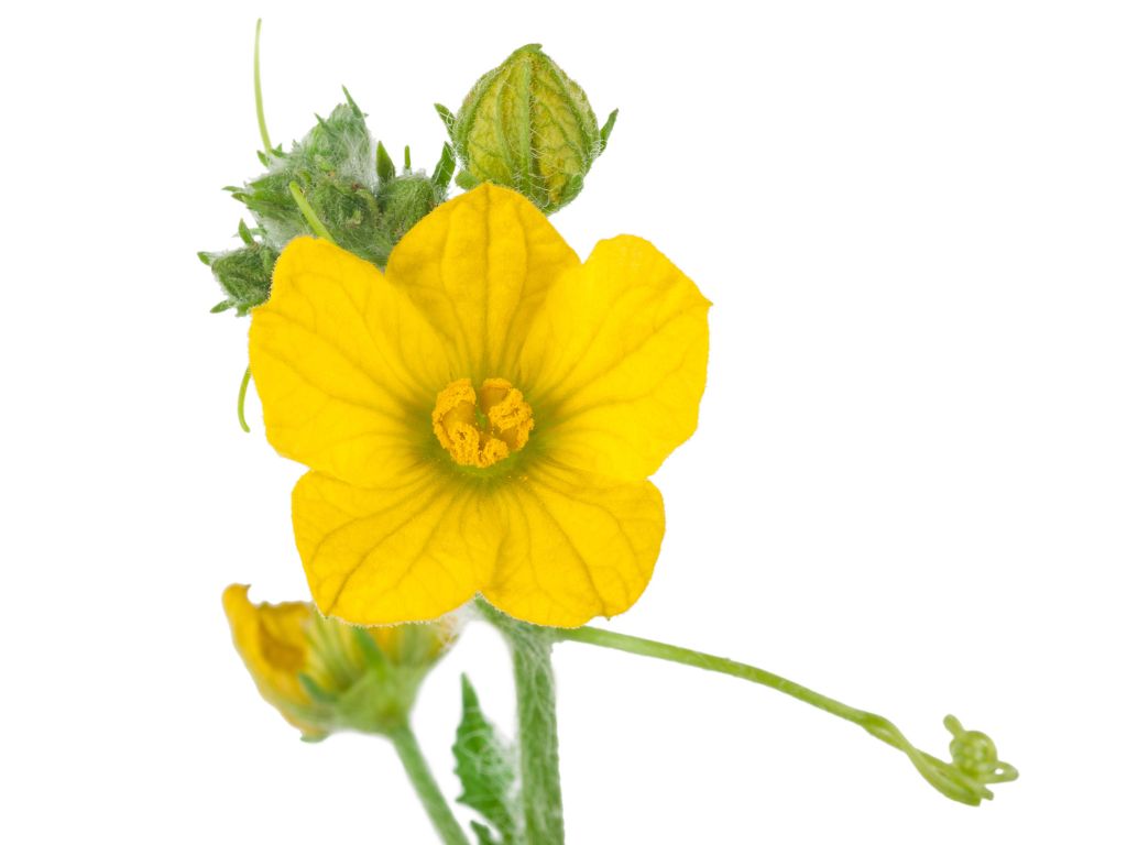 Die Blüte der Wassermelone ist gelb und hat fünf Blütenblätter. In der Mitte ist ein gelber Blütenstempel.