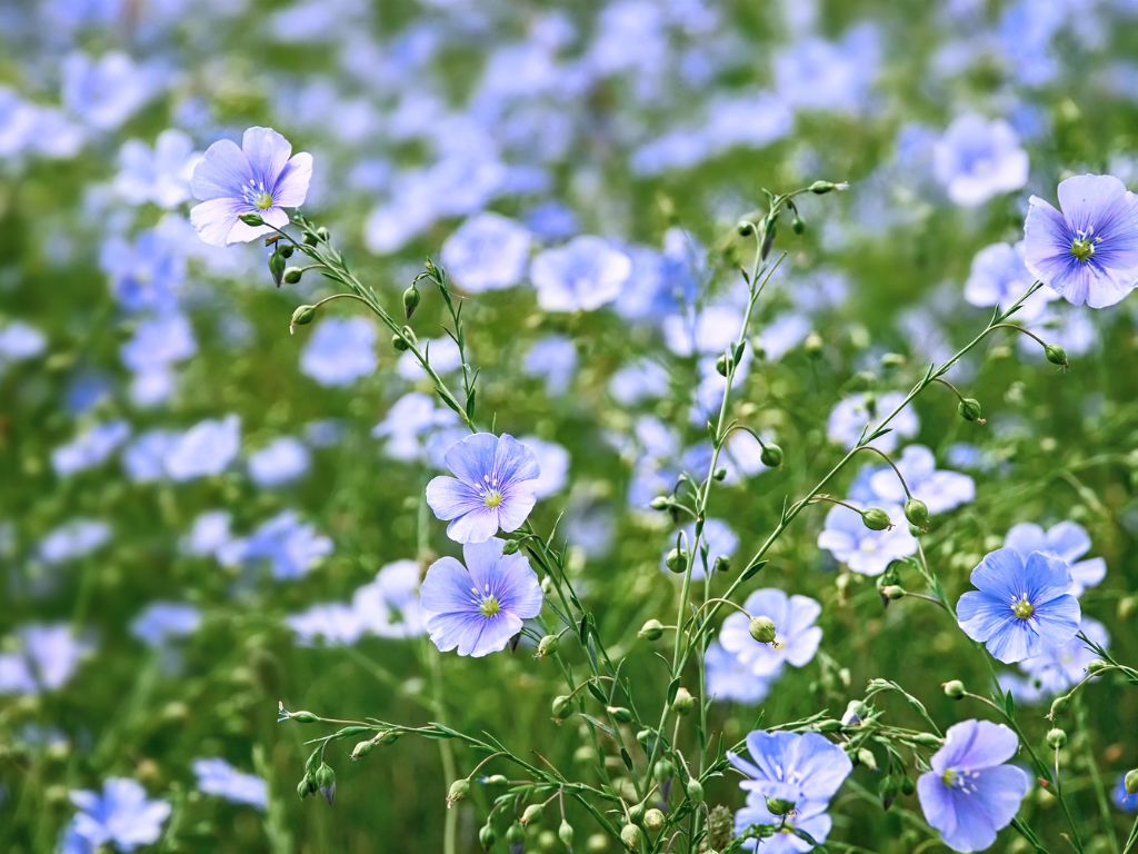 Die Leinpflanze ist eine grüne stabile Pflanze mit zarten lila Blüten, die jeweils fünf Blütenblätte haben.