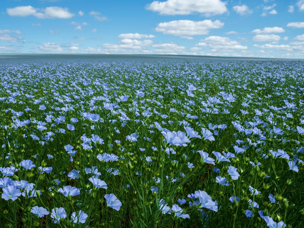Ein großes Leinfeld, das bis zum Horizont reicht, ist voll mit blau-lila Blüten.