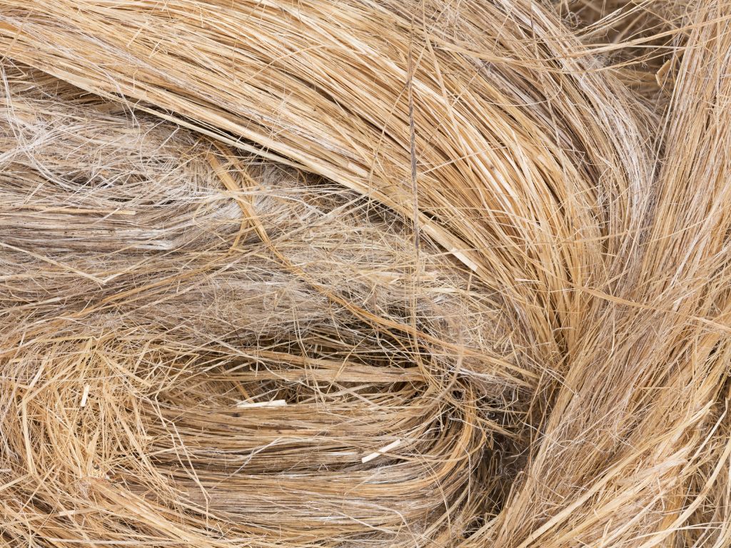 Die getrockneten Leinfasern liegen als braune, spröde Fasern gebogen auf einem Haufen.