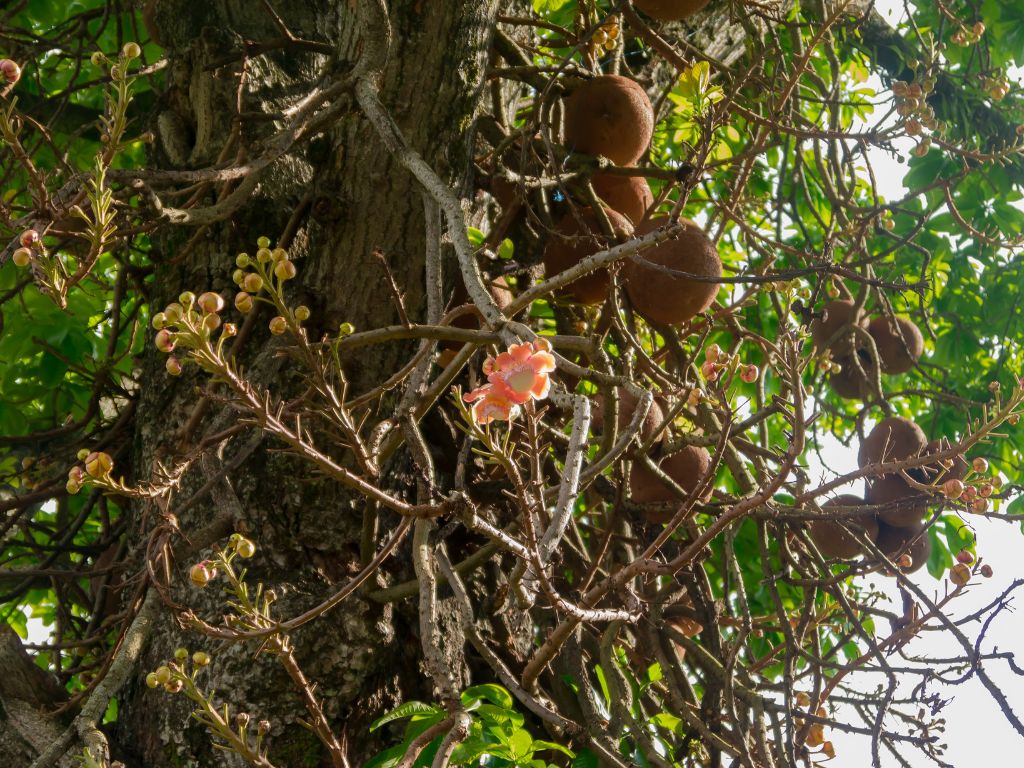Am Stamm des Paranussbaums hängen die großen Paranuss-Kapseln sowie eine rötliche Blüte.