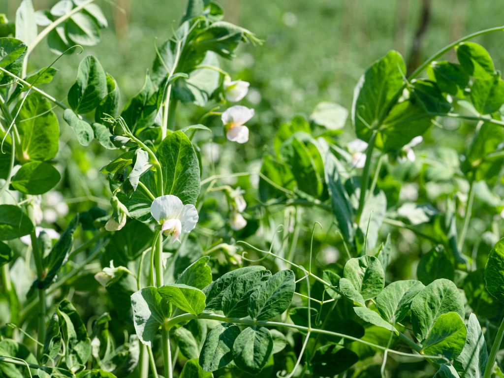 Die Erbsenpflanze: grüne, hochrankende Pflanzen mit weiß-rosa Blüten.
