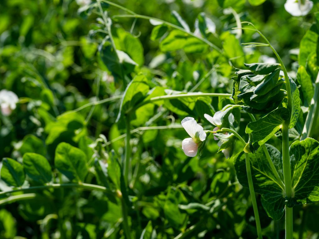 Die Erbsenpflanze: grüne, hochrankende Pflanzen mit weiß-rosa Blüten.