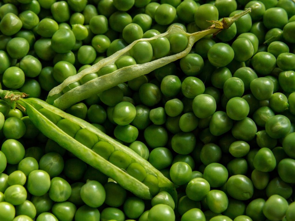 Eine Menge grüner Erbsen - kleine, grüne, runde Erbsen.