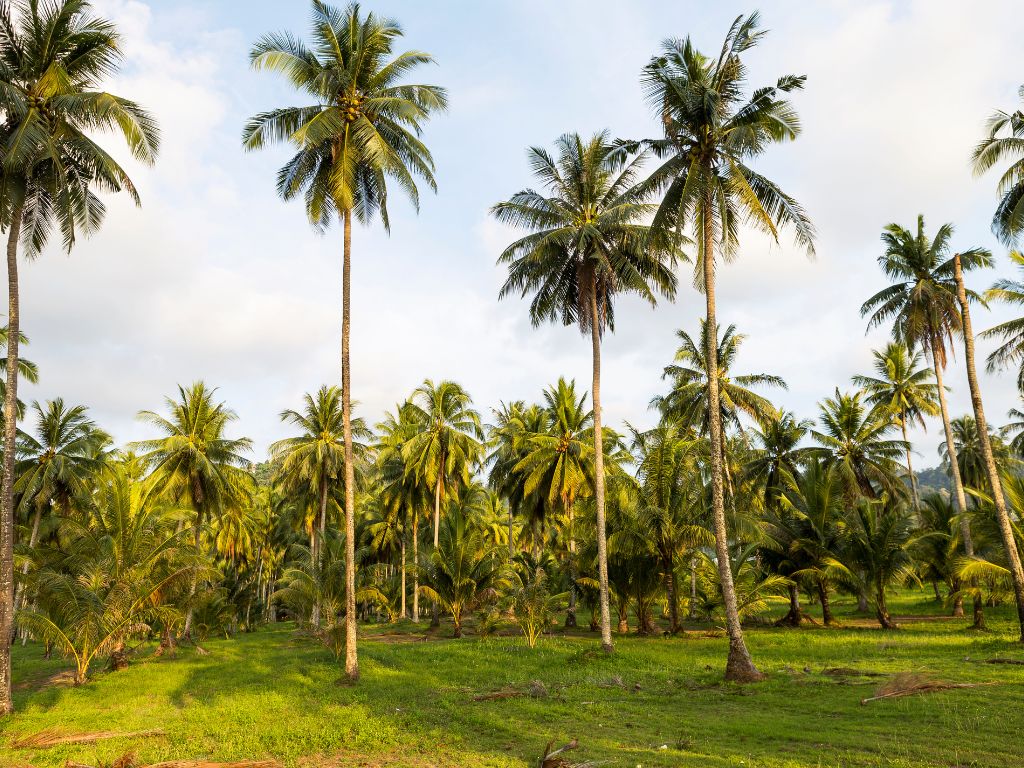 Viele große Kokosnusspalmen stehen auf auf einer Wiese - lange Stämme mit einer Krone von Palmenblättern und Kokosnüssen.