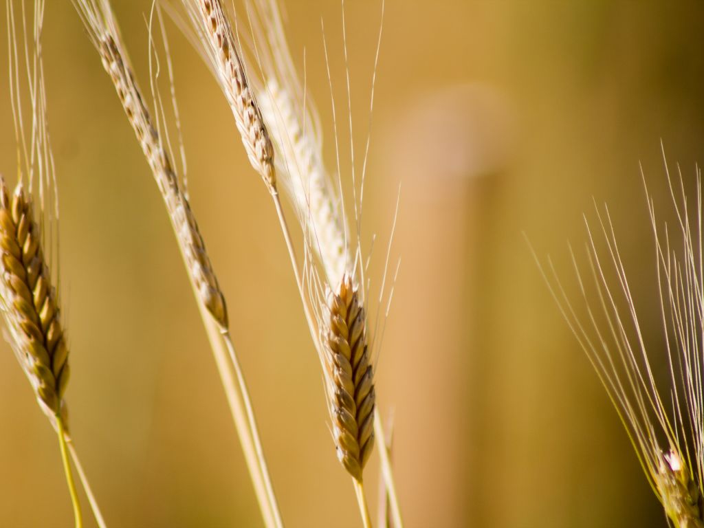 Die Ähren des Einkorns hat symmetrisch zu beiden Seiten Körnern mit langen Grannen.