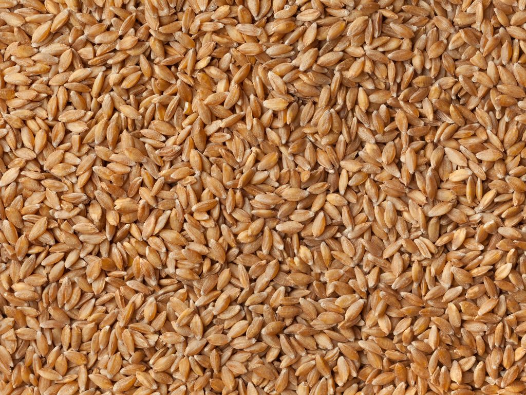 Viele bräunliche Körner des Einkorns liegen auf einem Haufen - spitz zulaufende Körner mit einer Kerbe in der Mitte des Korns.