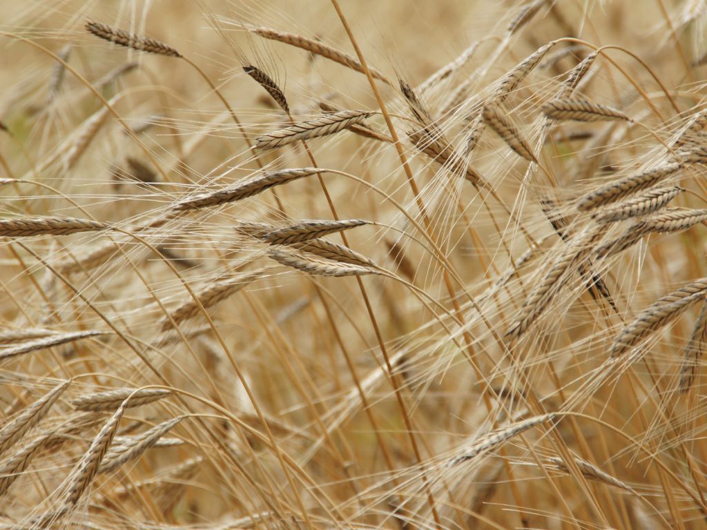 Auf einem Feld stehen viel Einkornpflanzen - die Ähren zeichnen sich durch ihre langen Grannen aus.