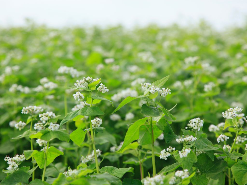 Einige Buchweizenpflanzen in Nahaufnahme: spitz zulaufende Blätter und weiße Blüten.