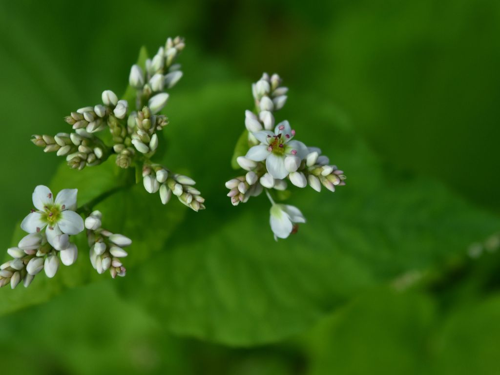 Die Buchweizenblüten in Nahaufnahme: viele noch geschlossene Kospen und zwei bereits geöffnete weiße Blüten mit jeweils fünf Blütenblättern.