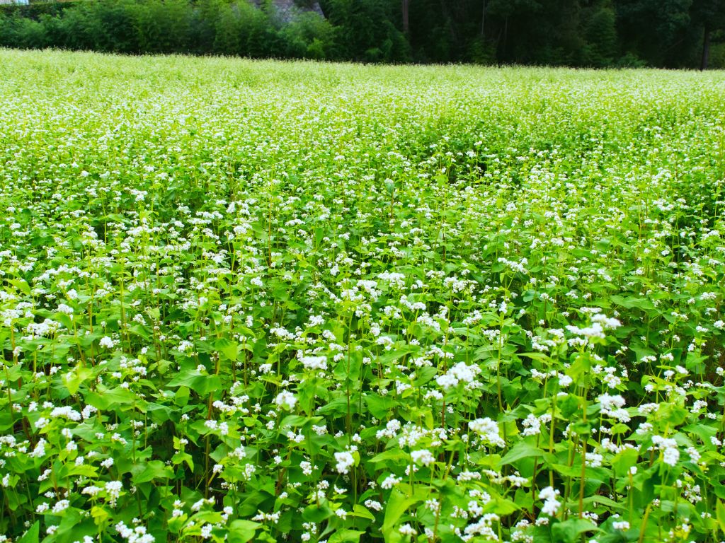 Ein großes Feld mit Buchweizen reicht bis an den Waldrand - überall sind weiße Blüten des Buchweizens zu sehen.