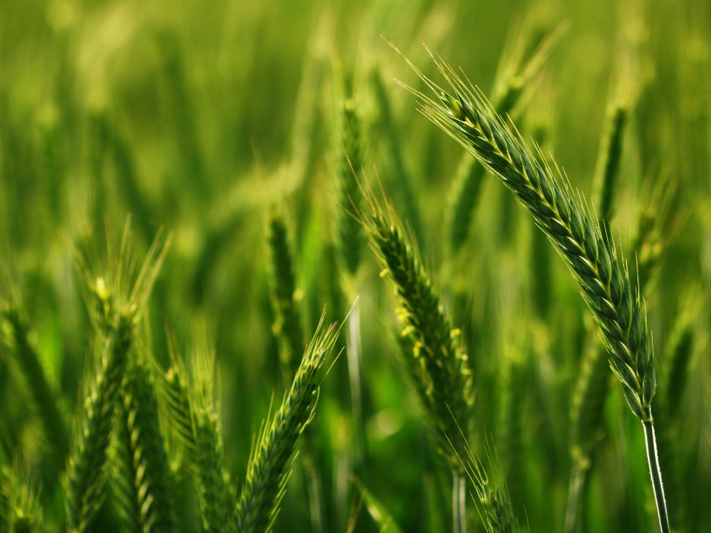 Die Ähren der Triticale haben kurze Grannen und zahlreiche Körner. 