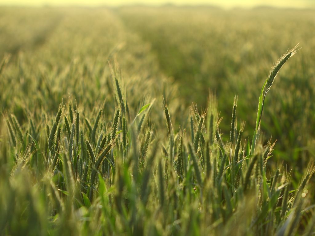 Ein großes Feld ist bebaut mit Triticale - grüne Getreidehalme bis zum Horizont. 