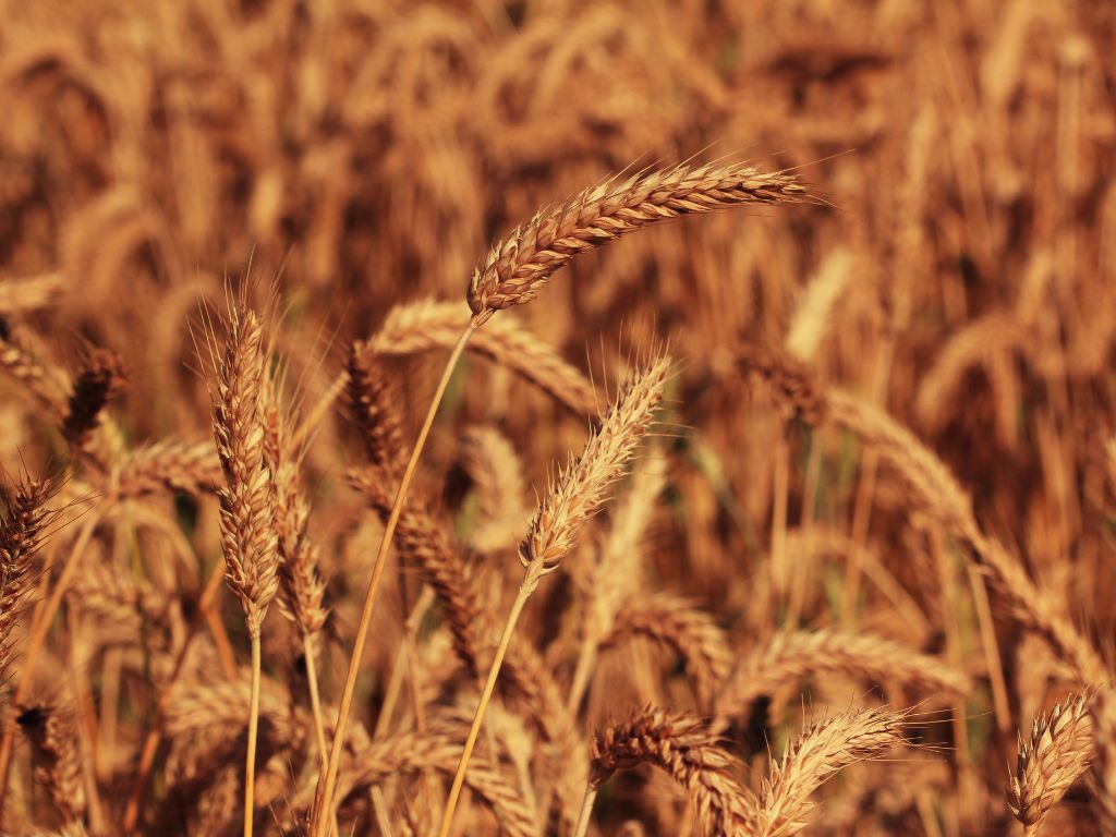 Die Ähren der Triticale haben kurze Grannen und zahlreiche Körner. 