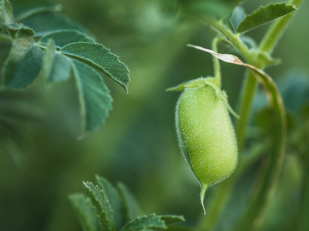 Die Nahaufname einer Kichererbse an der Pflanze offenbart eine grüne Hülle mit feinen Härchen.