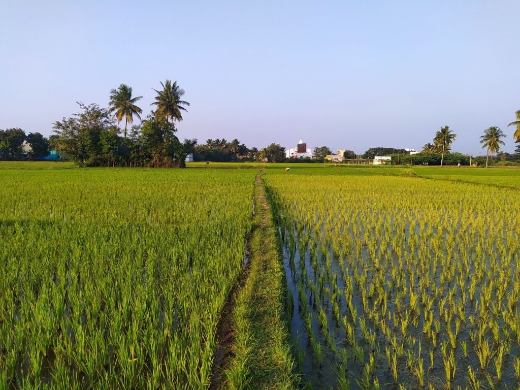Neben einem erhöhten Weg mit Gras sind auf beiden Seiten Felder von Reispflanzen im Nassanbau.