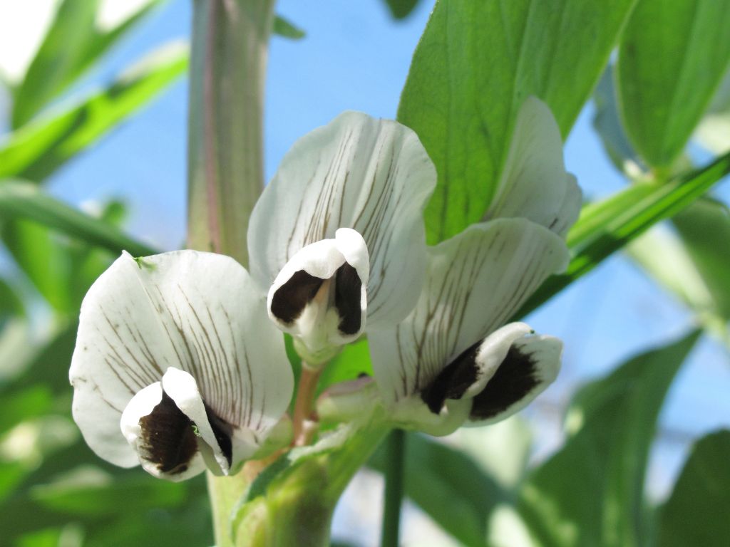 Die Blüte der Ackerbohne ist weiß mit einem schwarzen Fleck.