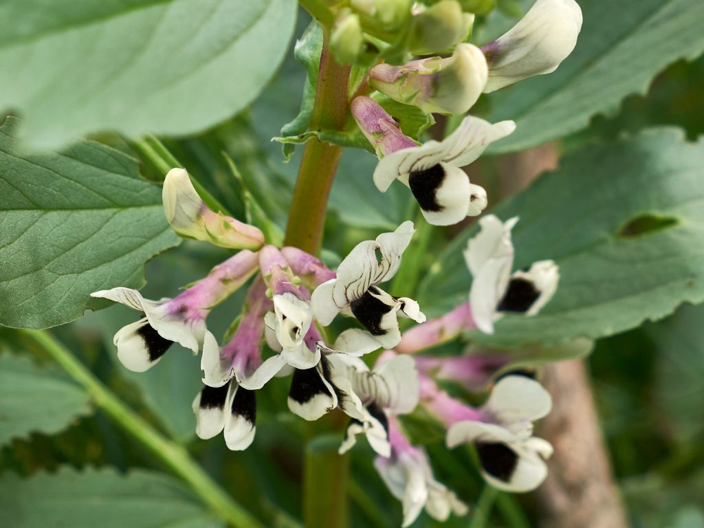 Die Blüte der Ackerbohne ist weiß mit einem schwarzen Fleck. Am Ansatz ist die leicht rosa.