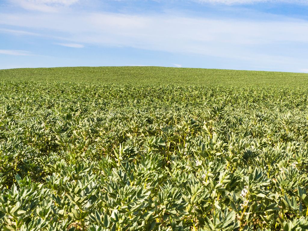 Ein riesiges Feld ist komplett mit Ackerbohnen bebaut.