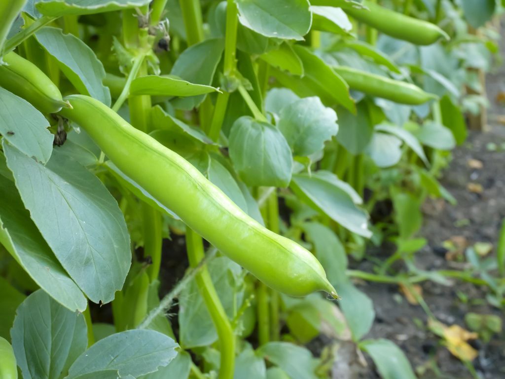An der Bohnenpflanze hängen dicke, grüne Hülsen.