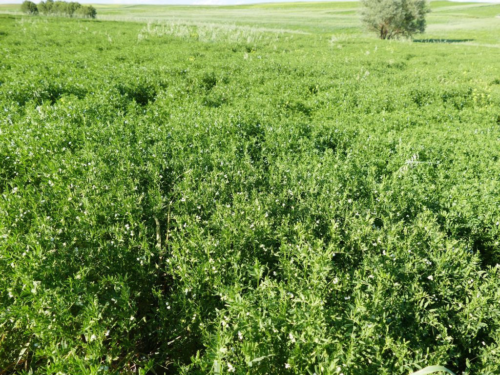 Die Linsenpflanzen wachsen dicht an dicht und füllen eine weite Landschaft. Zu sehen sind zahlreiche weiße Blüten.