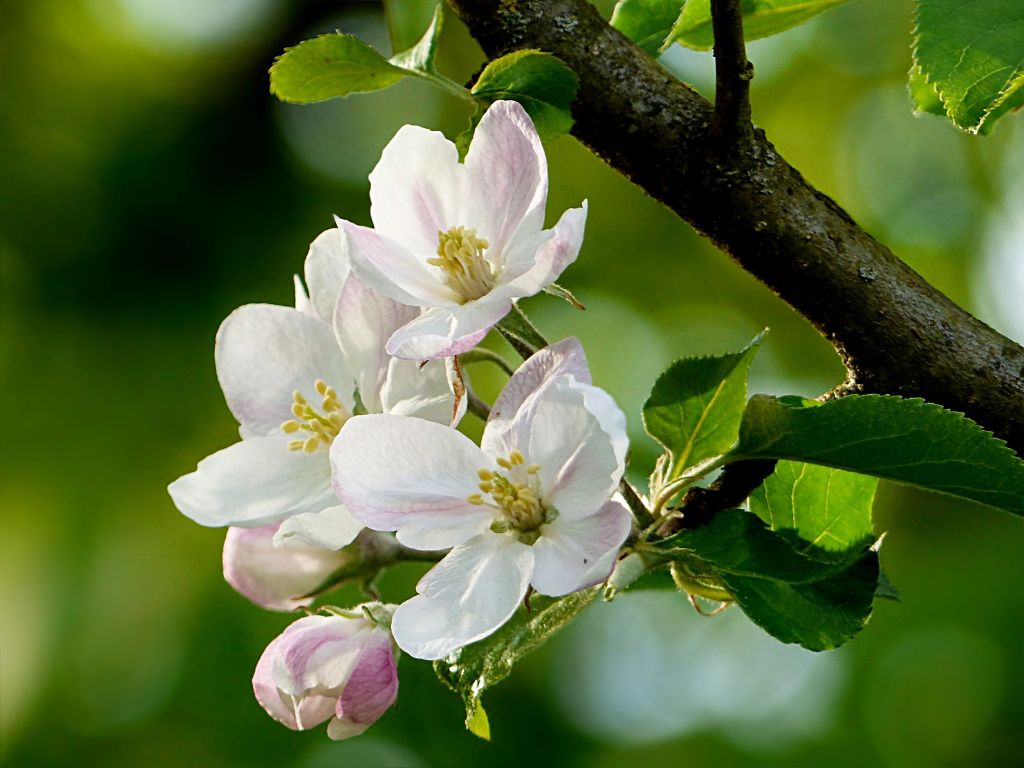 Einige Blüten sind geöffnet am Apfelbaum: sie sind weiß und zartrosa mit einem gelben Blütenstempel.