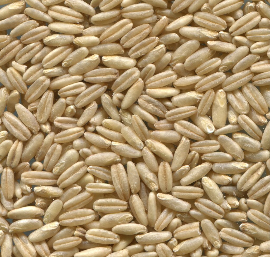 Hafer 2kg Korn 0,50€/Kg eigene Ernte 2019 naturbelassen nicht gereinigt daboshop 