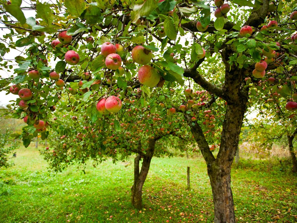 Zwei Apfelbäume auf einer Wiese mit zahlreichen reifen Äpfeln am Baum.