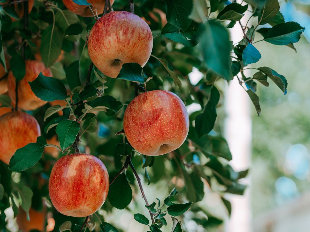 Am Apfelbaum hängen zahlreiche reife Äpfel - rot mit Maserung.