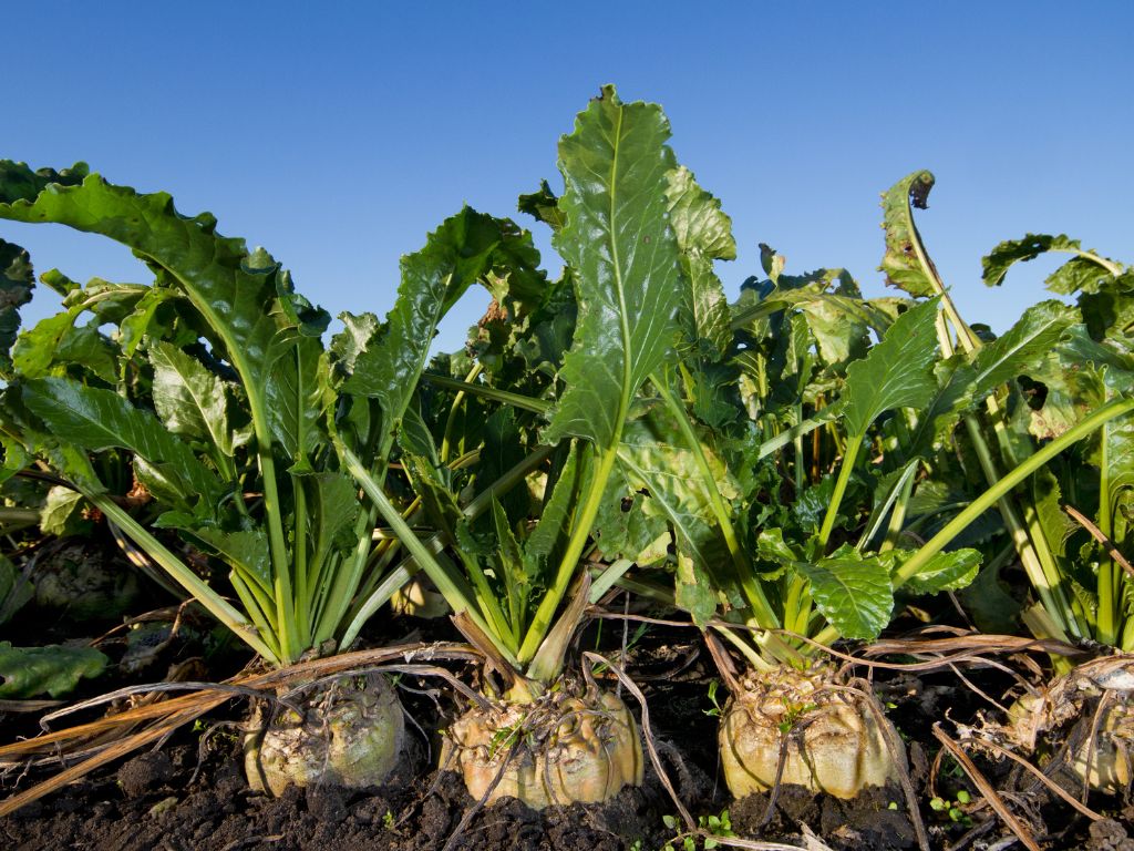 Auf einem Feld wachsen Zuckerrüben in einer Reihe: zu sehen sind die großen Rüben, die bereits aus der Erde ragen