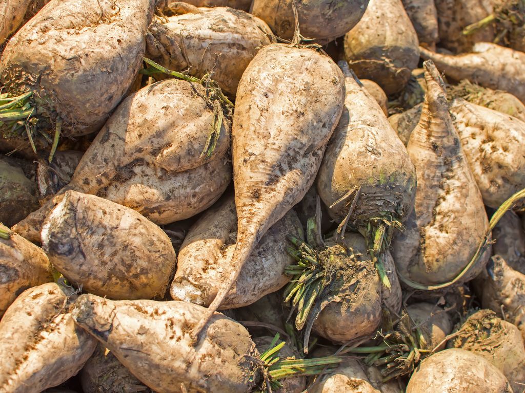 Zahlreiche Zuckerrüben liegen aufeinander - braune, spitz zulaufende Rüben.