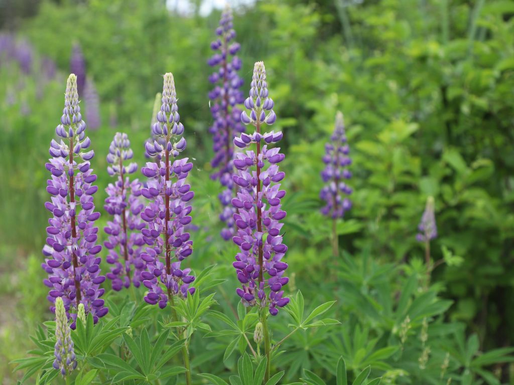 mehrere Lupinen mit violetten Blüten