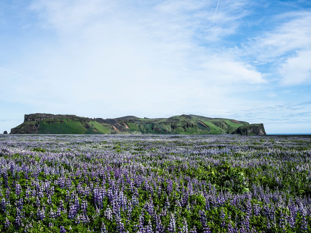 ein großes Feld, bis zum Horizont Lupinen mit violetten Blüten