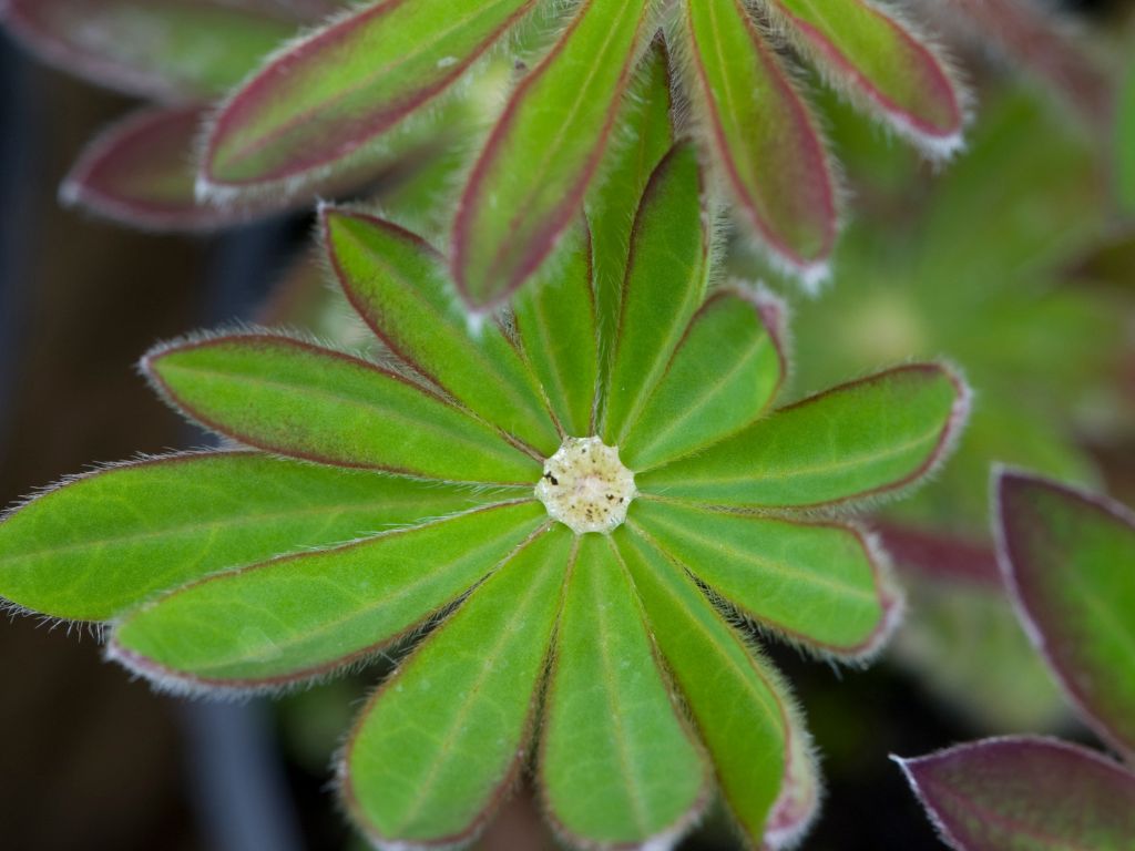 Blätter der Lupine sind in einem Kreis angeordnet - lange, schmale Blätter.