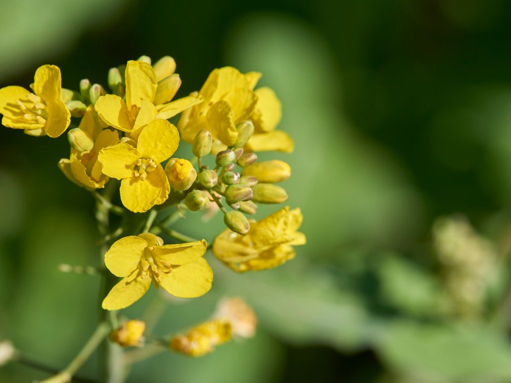 Blüte der Rapspflanze: zahlreiche Knospen, einige geöffnet, bestehend aus fünf gelben Blütenblättern