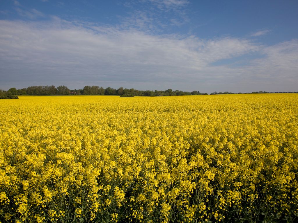 Ein großes Feld, bis zum Horizont mit gelben Rapsblumen