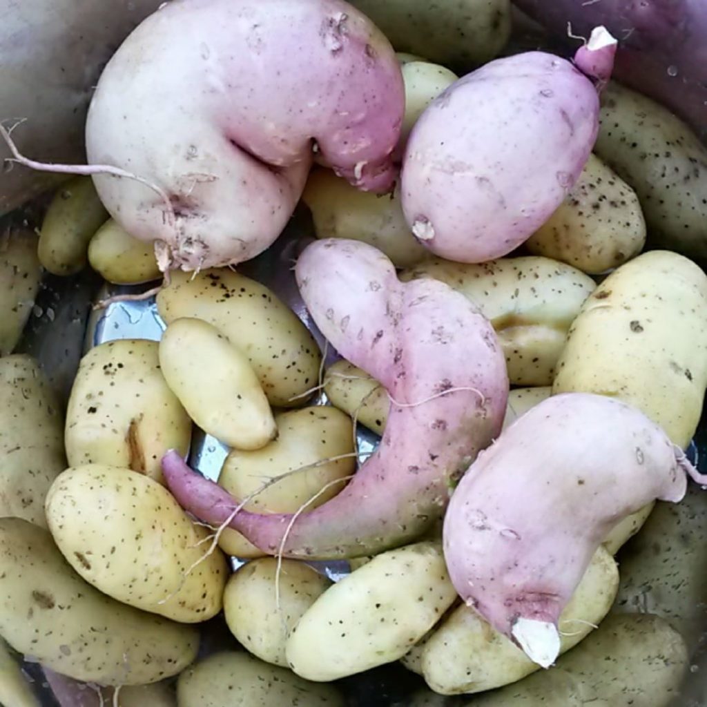 Süßkartoffeln und Kartoffeln vom Weltacker