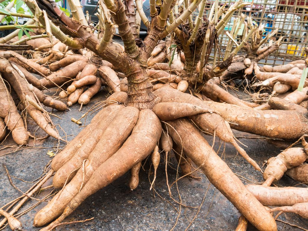 An der Wurzel der großen ausgegrabenen Maniokpflanze wachsen mehrere große Maniok-Knollen