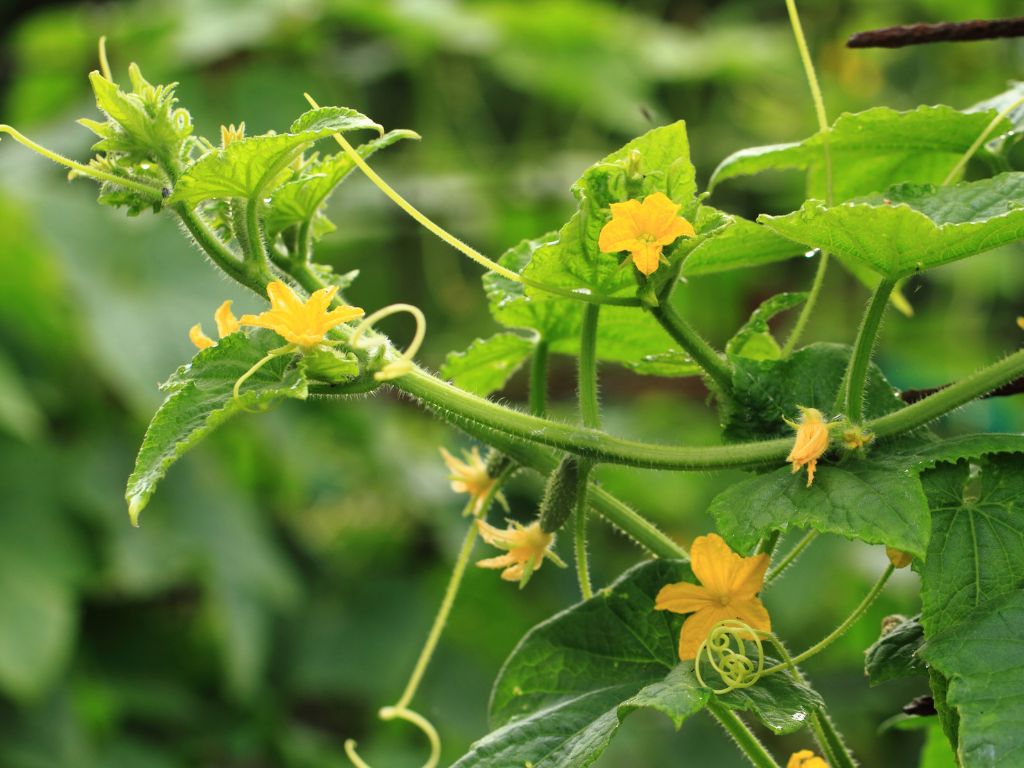 gelbe Blüten mit fünf Blütenblätter, lange Ranken