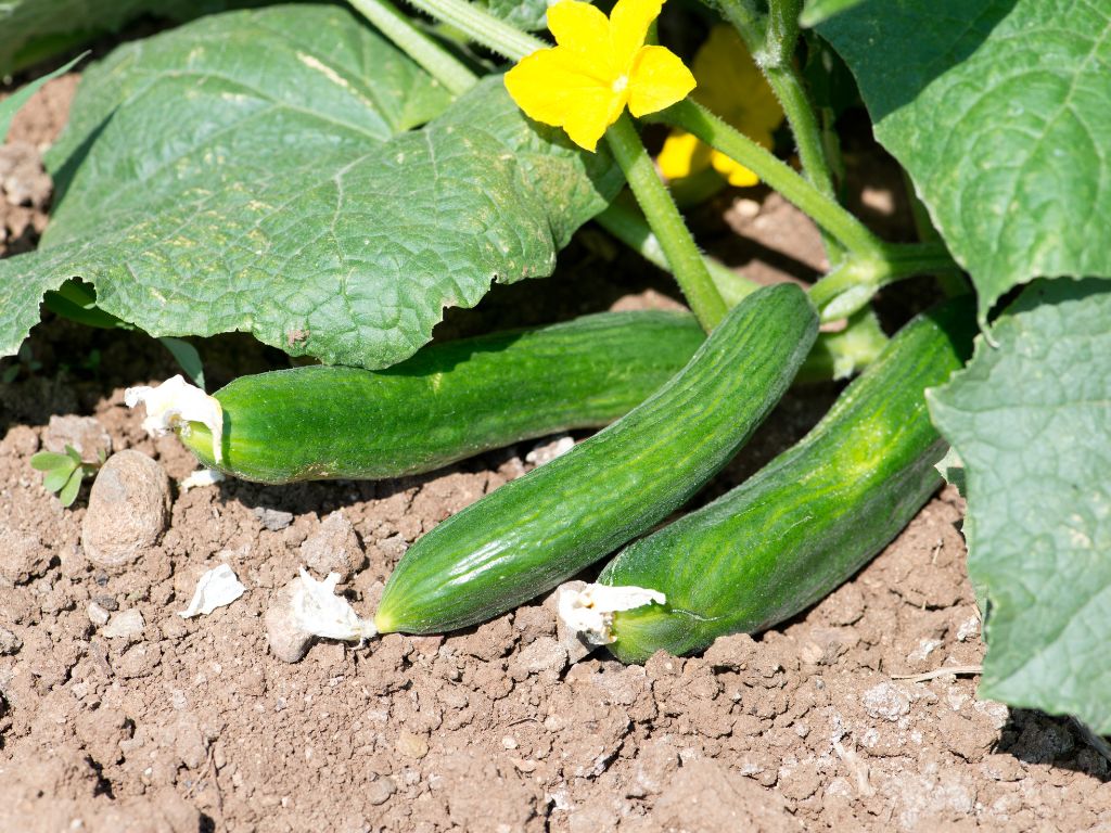 drei Gurken an gurkenpflanze, große Blätter, gelbe Blüte